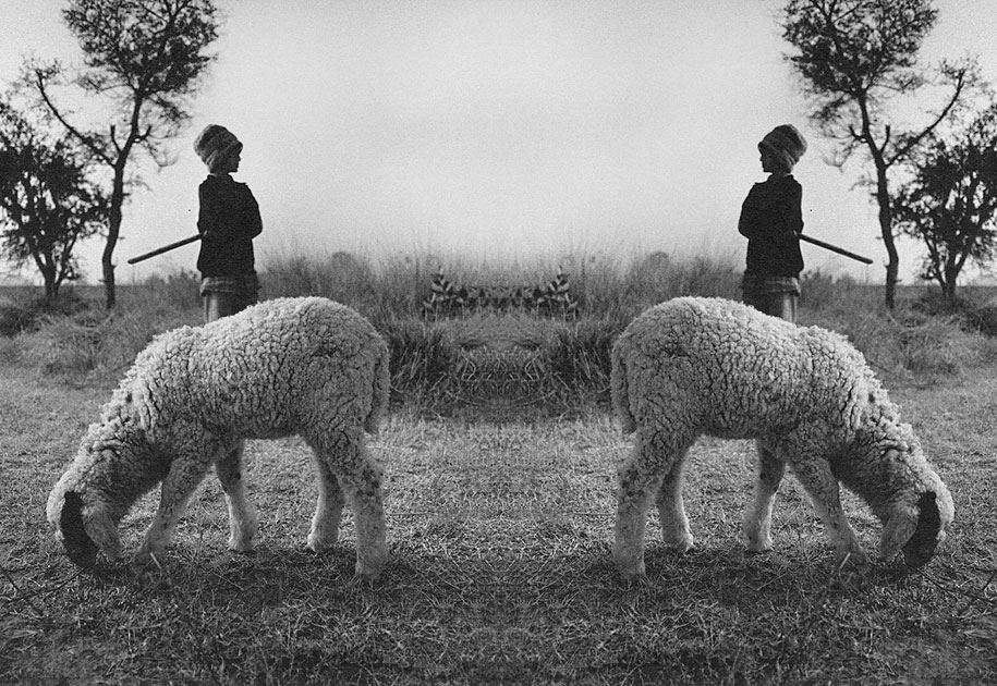 12_hcl.evolve.blackandwhite.sheep.shepherd.jpg